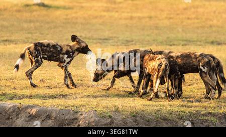 Abbiamo girato per il Bush per settimane e non abbiamo mai visto nessun cane selvatico. Poi un giorno con nostra grande sorpresa, abbiamo visto tre pacchetti di cani dipinti. Foto Stock