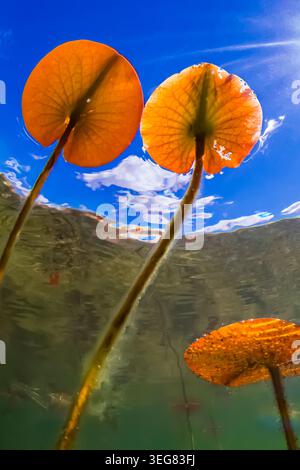 Le foglie d'acqua dal profumo dolce, Nymphaea odorata, che crescono verso la superficie in primavera, Mecosta County, Michigan, USA Foto Stock