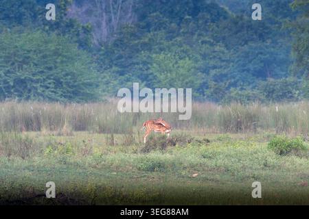 Branco indiano di cervi maculati o Chital o dell'asse a Umred Karhandla, Maharashtra Foto Stock