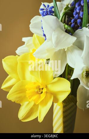 Fiori primaverili freschi, tra cui narcisi e musari da vicino Foto Stock