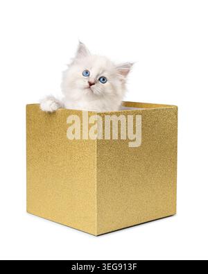 Adorabile gattino Ragdoll bianco soffice con gli occhi blu che guarda in alto mentre si siede all'interno di una scintillante scatola regalo dorata isolata su sfondo bianco. Foto Stock