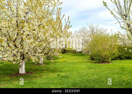 Frutteto primaverile con alberi bianchi in fiore e prato verde punteggiato di dente di leone Foto Stock