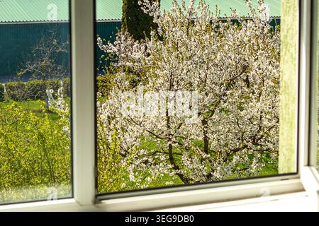 Vista di un albero in fiore attraverso una finestra aperta in un giorno di primavera di sole Foto Stock