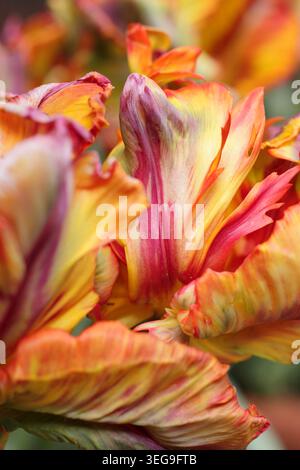 Tulipa Rasta Parrot con caratteristici petali ricci multicolori. Gruppo pappagallo tulipano. Foto Stock