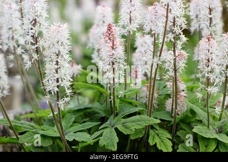 Fiore di schiuma Tiarella 'Spring Symphony', pianta erbacea perenne con punte di fiori rosa bianchi in un bordo del giardino primaverile. REGNO UNITO. Maggio Foto Stock