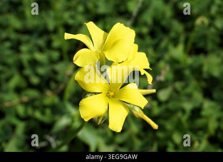Primo piano del fiore Oxalis pes-caprae (amaro di legno africano, coppa delle Bermuda, cervo delle Bermuda, bufalo ossale, promontorio) con petali gialli Foto Stock