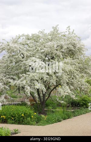 Melo di granchio di Malus toringo in fiore in primavera presso RHS Garden Bridgewater, Greater Manchester, Regno Unito. Malus sieboldii, melo di granchio europeo. Foto Stock