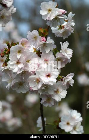 Cherry Blossom, Prunus "Matsumae-yae-goromo", Rosaceae. Giappone, Asia. Alias Prunus Yae-gorama. Foto Stock