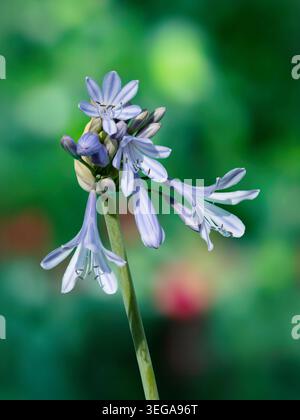 Agapanthus Blossoms si apre sullo sfondo bokeh del Green Garden Foto Stock