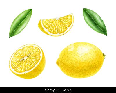 Acquerello limone isolato su sfondo bianco. Verniciato a mano intero, tagliato a fette e mezzo agrumi con foglie verdi per confezionare gli alimenti, ricetta Foto Stock