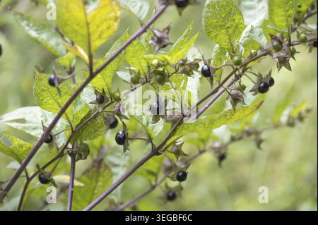 Bacche di Atropa bella-donna. Frutti di Deadly nightshade. La pianta è comunemente nota come belladonna Foto Stock