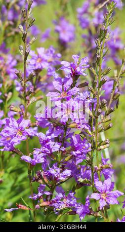 Fiori viola nell'erba verde. Bella estate fiore vista sul campo. In verticale Foto Stock