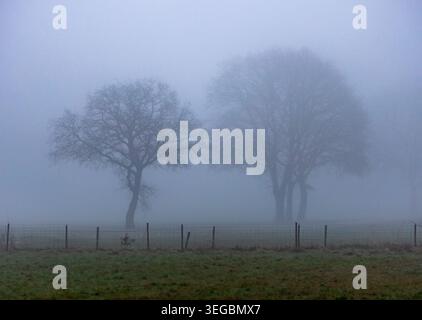 Alberi avvolti nella nebbia dietro un recinto di legno in una giornata rurale nebbiosa Foto Stock