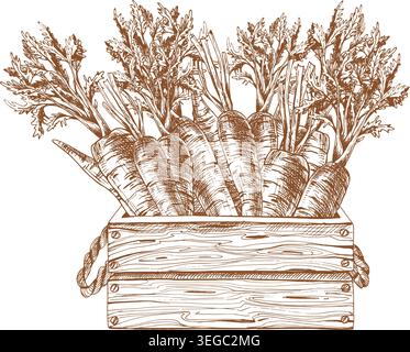 Mazzo di carote in una cassa di legno disegnata a mano. Schizzo a inchiostro vintage della raccolta di verdure biologiche fresche per il design del mercato e il confezionamento di alimenti Illustrazione Vettoriale
