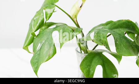 Stabilimento di Green Monstera in vaso di vetro Foto Stock