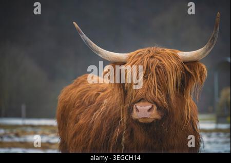 Maestose Highland scozzesi in un pascolo invernale nebbioso e innevato. Foto Stock