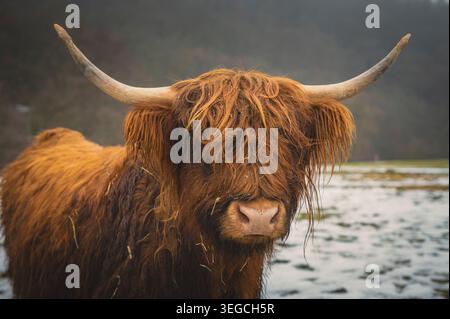 Maestose Highland scozzesi in un pascolo invernale nebbioso e innevato. Foto Stock