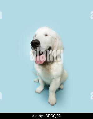 Cucciolo felice cane Golden retriever cieco seduto e sorridente. Isolato su sfondo blu pastello in estate o primavera Foto Stock