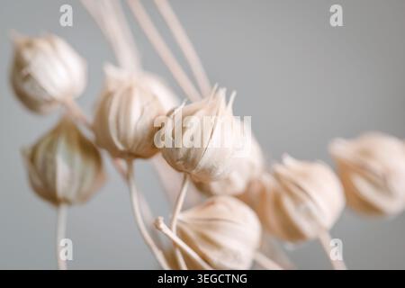 Beige splendidi fiori romantici per matrimoni con sfondo pulito macro Foto Stock