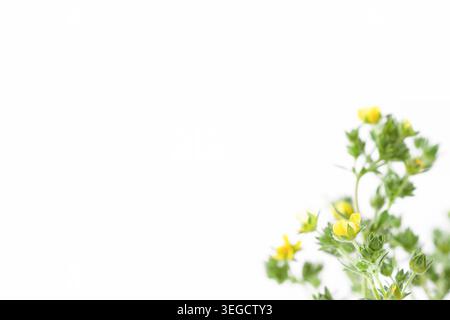 Piccoli fiori di prato selvatico in fiore giallo con foglie verdi su sfondo bianco e spazio per macro di testo Foto Stock