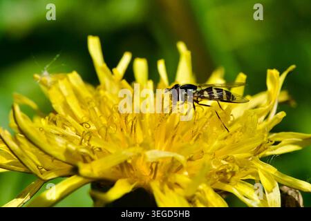 Foto macro di un hoverfly (Syrphidae) che si nutre di un fiore di dente di leone giallo brillante, fotografia ravvicinata di insetti Foto Stock