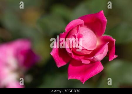Rosa a doppia uscita Foto Stock