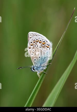 Blu comune arroccato sull'erba. Harewood Common, Andover, Hampshire, Inghilterra. Foto Stock
