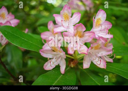 Rosebay Rhododendron Foto Stock