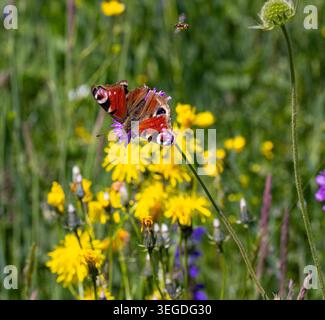 aglais io, la farfalla europea di pavone su una fioritura di scabiosa in un prato di fiori selvatici Foto Stock