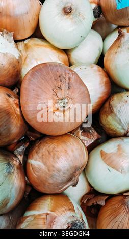 La cipolla (Allium cepa) è una verdura pungente e molto coltivata appartenente alla famiglia Amaryllis, legata all'aglio, ai porri e agli scalogni. È Foto Stock