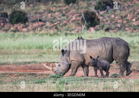 Vista di un rinoceronte bianco e del suo vitello che pascolano nella savana con le pecorina sulla schiena presso la Welgevonden Game Reserve, municipalità distrettuale di Waterberg, Foto Stock
