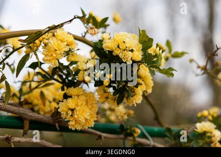 Fiorisce gialle su un ramo frondoso di arrampicata su una ringhiera verde, sparato all'aperto con luce naturale soffusa e bassa profondità di campo, dorso da giardino primaverile Foto Stock