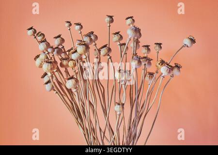 Natura morta delle capsule di semi di somniferum di papavero essiccate e steli sottili disposti su uno sfondo tiepido con ruggine di pesca. Foto Stock