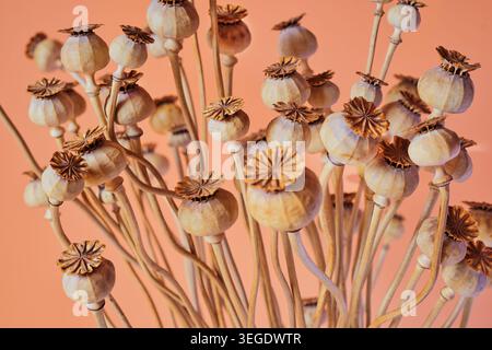 Natura morta delle capsule di semi di somniferum di papavero essiccate e steli sottili disposti su uno sfondo tiepido con ruggine di pesca. Foto Stock