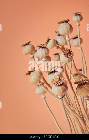 Natura morta delle capsule di semi di somniferum di papavero essiccate e steli sottili disposti su uno sfondo tiepido con ruggine di pesca. Foto Stock