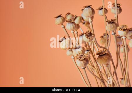 Natura morta delle capsule di semi di somniferum di papavero essiccate e steli sottili disposti su uno sfondo tiepido con ruggine di pesca. Foto Stock