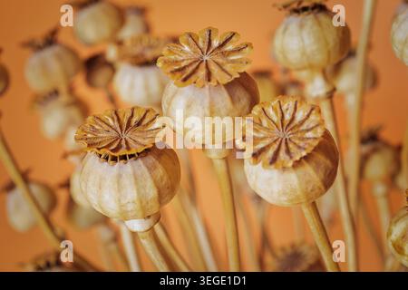 Primo piano di capsule di semi di somniferum di papavero essiccate su fondo di pesca. Foto Stock
