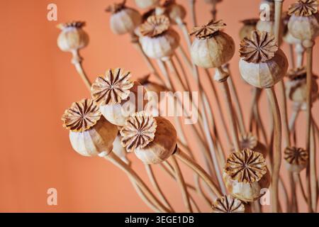 Natura morta delle capsule di semi di somniferum di papavero essiccate e steli sottili disposti su uno sfondo tiepido con ruggine di pesca. Foto Stock