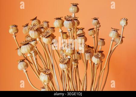 Natura morta delle capsule di semi di somniferum di papavero essiccate e steli sottili disposti su uno sfondo tiepido con ruggine di pesca. Foto Stock