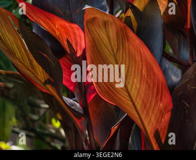 Foglie di canna grandi dai colori brillanti. Foto Stock