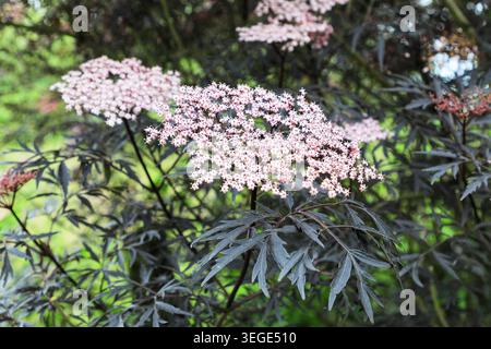 Le teste dei fiori rosa di un Black Elder Sambuca Plant, Sambucus nigra "Black Lace", Inghilterra, Regno Unito Foto Stock