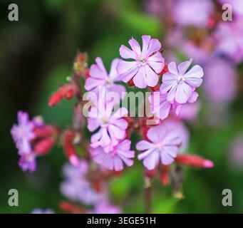 I fiori rosa o rossi del campion Rosso (Silene dioica), Inghilterra, Regno Unito Foto Stock