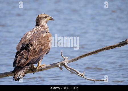 Giovane aquila calva arroccata sul ramo Foto Stock