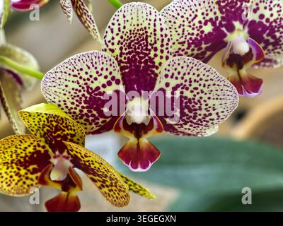 Primo piano di un bellissimo fiore di orchidea Phalaenopsis macchiata con motivo viola e giallo, macro-fotografia. Foto Stock