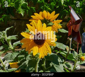 Un primo piano di un girasole giallo brillante. Foto Stock