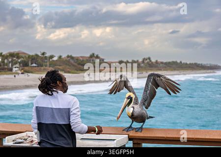 Pellicano marrone arroccato sulla ringhiera del molo accanto a un pescatore che pulisce il pesce, Juno Beach, Forida, USA - Juni Beach, Florida, USA - febbraio 2026 Foto Stock