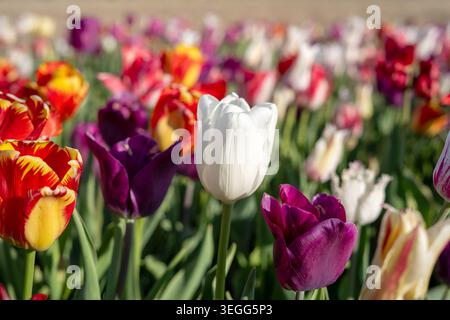 Una straordinaria fotografia orizzontale in primo piano con un unico fiore di tulipano bianco che sboccia con una messa a fuoco nitida. E' circondato dal vibrante viola A. Foto Stock