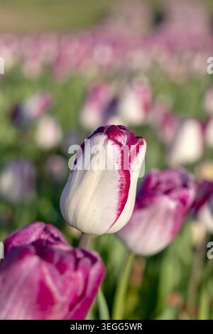 Una splendida fotografia verticale ravvicinata che mostra un unico fiore di tulipani a righe viola e bianco in piena fioritura. La messa a fuoco nitida cattura il Foto Stock