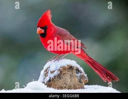 Cardinale del Nord nella neve, Marana, Arizona Foto Stock