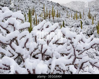 Una tempesta di neve nei monti Tortolita, Marana, vicino Tucson, Arizona. Foto Stock